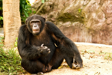chimpanzee  sitting peacefully, in nightsafari chiangmai Thailan