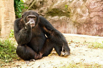 chimpanzee  sitting peacefully, in nightsafari chiangmai Thailan