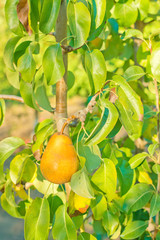 A juicy ripe golden pear