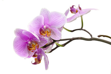 Цветок орхидеи розовой