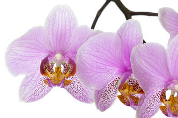 Fototapeta na wymiar Orchid różowy