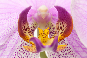 Фрагмент цветка орхидеи розовой