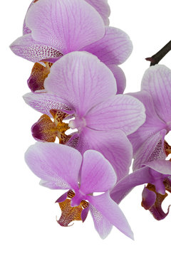 Цветок орхидеи розовой