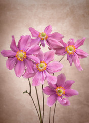 Anemone flowers © iLight photo