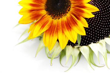 Naklejka premium sunflowers