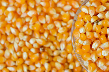 Pile of corn kernels from a corn sheller