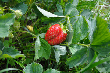 Close-up view ot the strawberry planting
