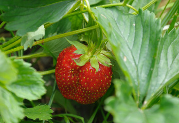Close-up view ot the strawberry planting