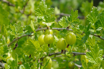 Gooseberry branch with a lot of green gooseberries and leaves