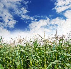 Obraz premium field of corn