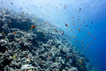 Beautiful coral reef near the Dahab city of Egypt
