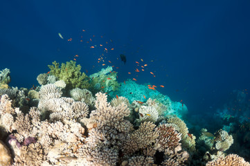 Beautiful coral reef near the Dahab city of Egypt