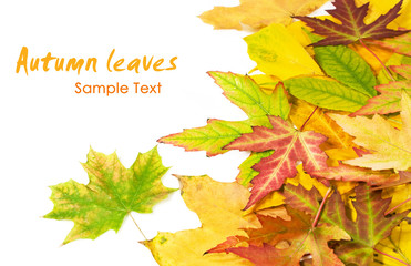 autumn leaves