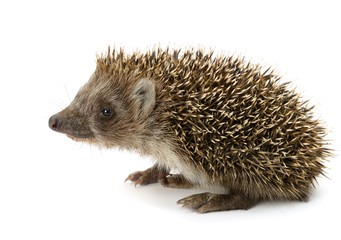 hedgehog isolated