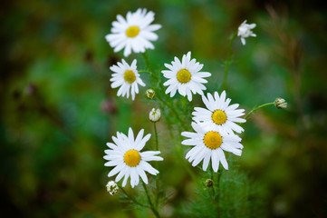 Fototapeta premium wild daisies after the rain