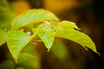 tree in blossom