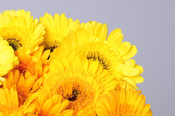 gerbera