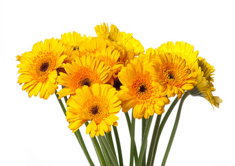 gerbera