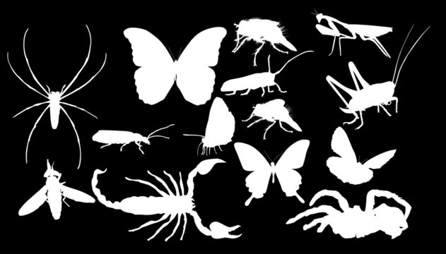 fourteen insect black silhouettes