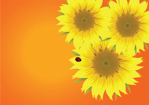 beautiful vector sunflower