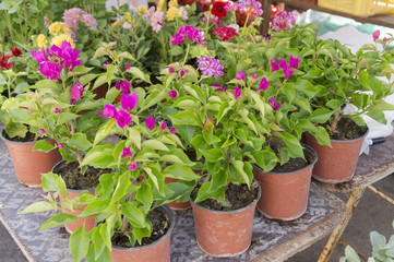 Flower pots on an open market