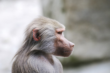 Baboon Portrait