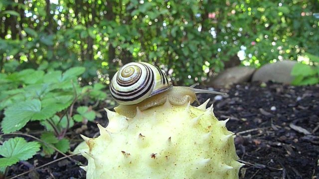 Schnecke auf Kastanie