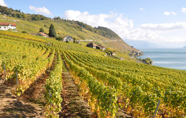 Fototapeta na wymiar Winnice w Lavaux, Szwajcaria