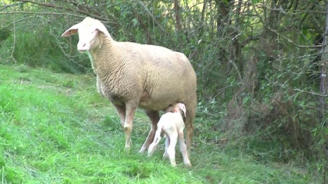 Lamm saugt Milch