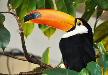 Toucan bird