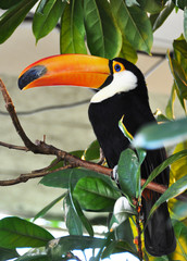 Toucan bird © HappyAlex