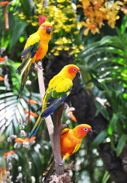 Three Sun Conure parrots