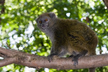 Lac Alaotra gentle lemur (Hapalemur alaotrensis)