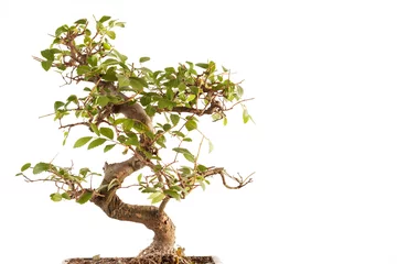 Crédence de cuisine en verre imprimé Bonsaï un bonsai