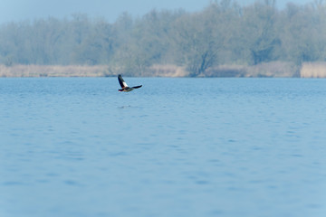 Flying Duck