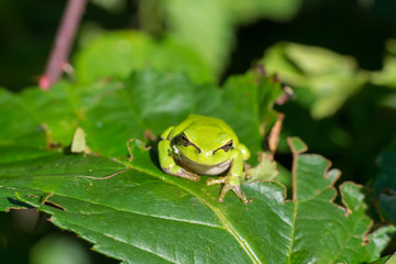 Tree frog Hyla arborea