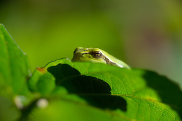 Tree frog Hyla arborea