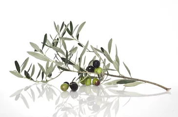 Küchenrückwand glas motiv Olivenbaum Olivenbaumzweig
