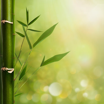Natural zen backgrounds with bamboo leaves