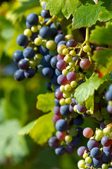 Detail of traminer grapes in vineyard