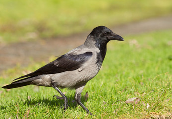 Hooded Crow
