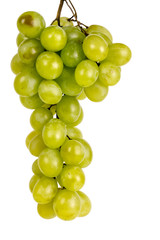 bunch of green grapes Muscat