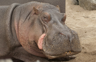 Lying hippo