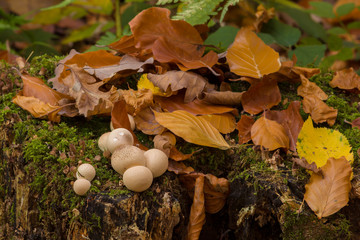 Baumstubben mit Pilzen und Herbstlaub