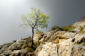 Lonely tree hanging from rocks in the mountains