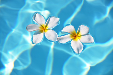 Fototapeta na wymiar Frangipani flowers in the swimming pool