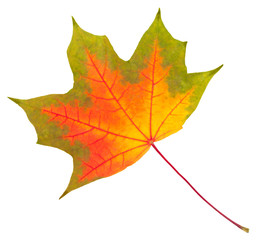 colorful autumn maple leaf