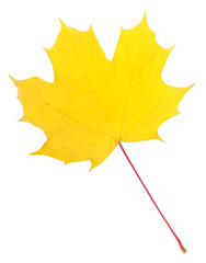 autumn maple leaf