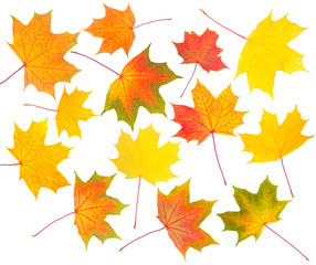 Naklejka na ściany i meble collection of autumn maple leaves