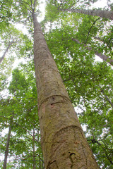 Fototapeta premium Yang tree - Dipterocarpus alatus Roxb. ex G.Don